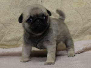 パグ子犬販売、フォーン、男の子（オス）、2014年05月31日産まれ、千葉県ブリーダー、ID6835