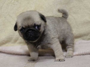 パグ子犬販売、フォーン、男の子（オス）、2014年05月31日産まれ、千葉県ブリーダー、ID6835