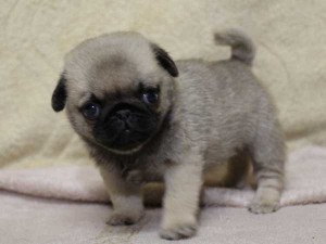 パグ子犬販売、フォーン、男の子（オス）、2014年05月31日産まれ、千葉県ブリーダー、ID6835