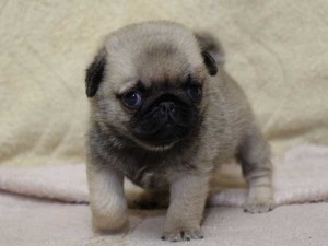 パグ子犬販売、フォーン、男の子（オス）、2014年05月31日産まれ、千葉県ブリーダー、ID6835
