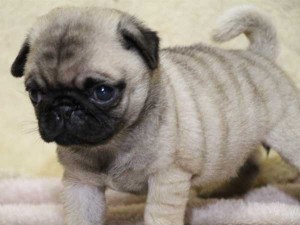 パグ子犬販売、フォーン、女の子（メス）、2014年05月31日産まれ、千葉県ブリーダー、ID6836