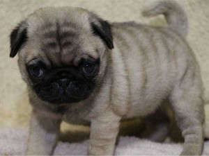パグ子犬販売、フォーン、女の子（メス）、2014年05月31日産まれ、千葉県ブリーダー、ID6836