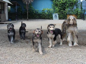 アフガン・ハウンド子犬、ブルードミノ、男の子（オス）、20140428産まれ。ID6893-4