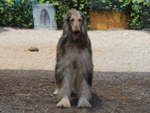 アフガン・ハウンド子犬、ブルードミノ、男の子（オス）、20140428産まれ。ID6893-5