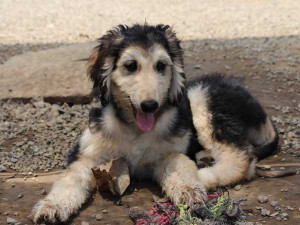 アフガン・ハウンド子犬、ブルードミノ、男の子（オス）、20140428産まれ。ID6893-2