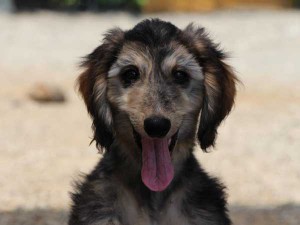 アフガン・ハウンド子犬、クリームブリンドルドミノ、女の子（メス）、20140428産まれ。ID6894