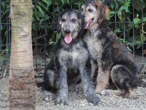 アフガン・ハウンド子犬、クリームブリンドルドミノ、女の子（メス）、20140428産まれ。ID6895-4