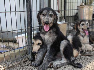 アフガン・ハウンド子犬、クリームブリンドルドミノ、女の子（メス）、20140428産まれ。ID6895-2