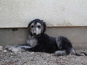 アフガン・ハウンド子犬、ブルーブリンドルドミノ、女の子（メス）、20140428産まれ。ID6896-3
