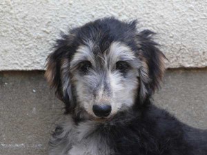 アフガン・ハウンド子犬、ブルーブリンドルドミノ、女の子（メス）、20140428産まれ。ID6896-2