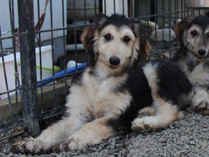 アフガン・ハウンド子犬、ブルードミノ、男の子（オス）、20140428産まれ。ID6893-3