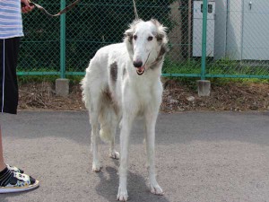 ボルゾイ、母犬、ホワイト＆ブラック、アメリカンチャンピオン（AM.CH.）の孫、ID6898-8