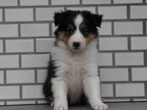 シェットランドシープドッグ（シェルティー、シェルティ）子犬販売、トライカラー、女の子（牝、雌、メス、Female）、東京都ブリーダー、ID6943