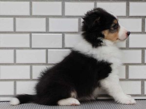 シェットランドシープドッグ（シェルティー、シェルティ）子犬販売、トライカラー、女の子（牝、雌、メス、Female）、東京都ブリーダー、ID6943