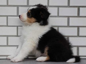 シェットランドシープドッグ（シェルティー、シェルティ）子犬販売、トライカラー、女の子（牝、雌、メス、Female）、東京都ブリーダー、ID6943