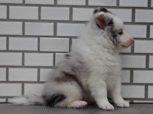 シェットランドシープドッグ（シェルティー、シェルティ）子犬販売、ブルーマール、男の子（オス）、2014年06月01日産まれ、東京都ブリーダー、ID6944