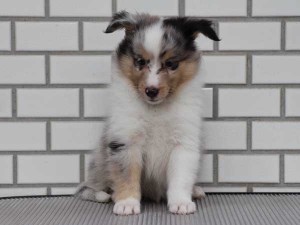 シェットランドシープドッグ（シェルティー、シェルティ）子犬販売、ブルーマール、男の子（オス）、2014年06月01日産まれ、東京都ブリーダー、ID6945