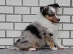 シェットランドシープドッグ（シェルティー、シェルティ）子犬販売、ブルーマール、男の子（オス）、2014年06月01日産まれ、東京都ブリーダー、ID6945