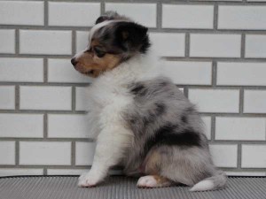 シェットランドシープドッグ（シェルティー、シェルティ）子犬販売、ブルーマール、男の子（オス）、2014年06月01日産まれ、東京都ブリーダー、ID6945