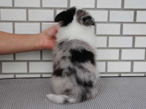 シェットランドシープドッグ（シェルティー、シェルティ）子犬販売、ブルーマール、男の子（オス）、2014年06月01日産まれ、東京都ブリーダー、ID6945