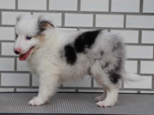 シェットランドシープドッグ（シェルティー、シェルティ）子犬販売、ブルーマール、男の子（オス）、2014年06月01日産まれ、東京都ブリーダー、ID6946