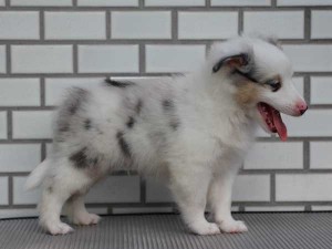 シェットランドシープドッグ（シェルティー、シェルティ）子犬販売、ブルーマール、男の子（オス）、2014年06月01日産まれ、東京都ブリーダー、ID6946