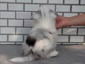 シェットランドシープドッグ（シェルティー、シェルティ）子犬販売、ブルーマール、男の子（オス）、2014年06月01日産まれ、東京都ブリーダー、ID6946