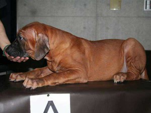 土佐犬子犬、男の子（オス）、赤毛、京都府ブリーダー、ID7378-3