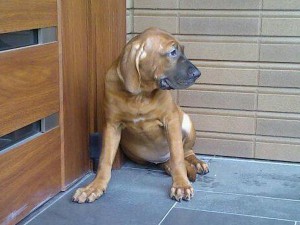 土佐犬子犬、女の子（メス）、赤毛、京都府ブリーダー、ID7376-2