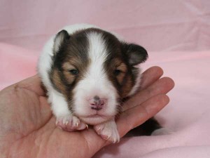 シェットランドシープドッグ（シェルティー、シェルティ）子犬販売、男の子（牡,雄,オス,Male）、セーブル（セーブル＆ホワイト）2014年09月07日産まれ、神奈川県ブリーダー、ID7369