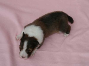 シェットランドシープドッグ（シェルティー、シェルティ）子犬販売、男の子（牡,雄,オス,Male）、セーブル（セーブル＆ホワイト）2014年09月07日産まれ、神奈川県ブリーダー、ID7369