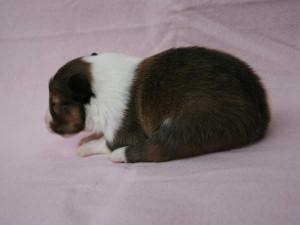 シェットランドシープドッグ（シェルティー、シェルティ）子犬販売、男の子（牡,雄,オス,Male）、セーブル（セーブル＆ホワイト）2014年09月07日産まれ、神奈川県ブリーダー、ID7369