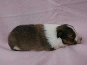 シェットランドシープドッグ（シェルティー、シェルティ）子犬販売、男の子（牡,雄,オス,Male）、セーブル（セーブル＆ホワイト）2014年09月07日産まれ、神奈川県ブリーダー、ID7369