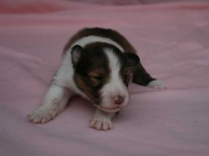 シェットランドシープドッグ（シェルティー、シェルティ）子犬販売、男の子（牡,雄,オス,Male）、セーブル（セーブル＆ホワイト）2014年09月07日産まれ、神奈川県ブリーダー、ID7369