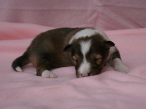 シェットランドシープドッグ（シェルティー、シェルティ）子犬販売、セーブル（セーブル＆ホワイト）、女の子（牝,雌,メス,Female）、2014年09月07日産まれ、神奈川県ブリーダー、ID7370