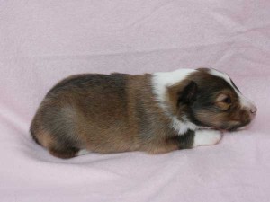 シェットランドシープドッグ（シェルティー、シェルティ）子犬販売、セーブル（セーブル＆ホワイト）、女の子（牝,雌,メス,Female）、2014年09月07日産まれ、神奈川県ブリーダー、ID7370