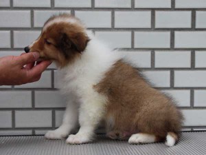 シェットランドシープドッグ（シェルティー、シェルティ）子犬販売、セーブル（セーブル＆ホワイト）、男の子（オス）、2014年07月11日産まれ、ID7272