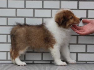 シェットランドシープドッグ（シェルティー、シェルティ）子犬販売、セーブル（セーブル＆ホワイト）、男の子（オス）、2014年07月11日産まれ、ID7272