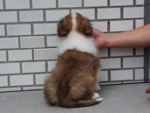 シェットランドシープドッグ（シェルティー、シェルティ）子犬販売、セーブル（セーブル＆ホワイト）、男の子（オス）、2014年07月11日産まれ、ID7272