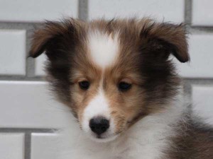 シェットランドシープドッグ（シェルティー、シェルティ）子犬販売情報、 セーブル＆ホワイト、女の子（メス）、2014年7月11日産まれ、東京都ブリーダー、ID7273