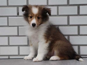 シェットランドシープドッグ（シェルティー、シェルティ）子犬販売情報、 セーブル＆ホワイト、女の子（メス）、2014年7月11日産まれ、東京都ブリーダー、ID7273