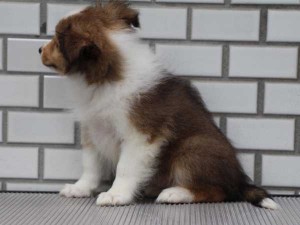 シェットランドシープドッグ（シェルティー、シェルティ）子犬販売情報、 セーブル＆ホワイト、女の子（メス）、2014年7月11日産まれ、東京都ブリーダー、ID7273
