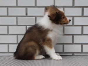 シェットランドシープドッグ（シェルティー、シェルティ）子犬販売情報、 セーブル＆ホワイト、女の子（メス）、2014年7月11日産まれ、東京都ブリーダー、ID7273