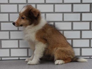 シェットランドシープドッグ（シェルティー、シェルティ）子犬販売情報、 セーブル＆ホワイト、女の子（メス）、2014年7月11日産まれ、東京都ブリーダー、ID7273