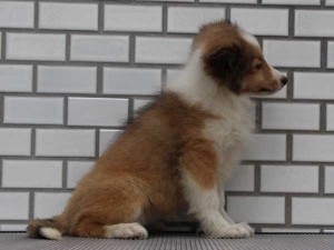 シェットランドシープドッグ（シェルティー、シェルティ）子犬販売情報、 セーブル＆ホワイト、女の子（メス）、2014年7月11日産まれ、東京都ブリーダー、ID7273