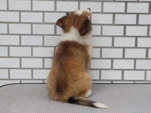 シェットランドシープドッグ（シェルティー、シェルティ）子犬販売情報、 セーブル＆ホワイト、女の子（メス）、2014年7月11日産まれ、東京都ブリーダー、ID7273