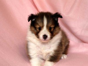 シェットランドシープドッグ（シェルティー、シェルティ）子犬販売、男の子（牡,雄,オス,Male）、セーブル（セーブル＆ホワイト）2014年09月07日産まれ、神奈川県ブリーダー、ID7369