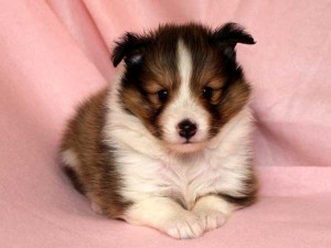 シェットランドシープドッグ（シェルティー、シェルティ）子犬販売、男の子（牡,雄,オス,Male）、セーブル（セーブル＆ホワイト）2014年09月07日産まれ、神奈川県ブリーダー、ID7369