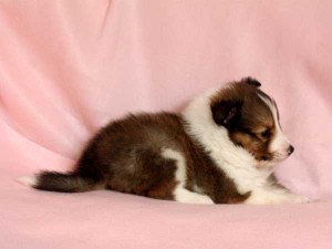 シェットランドシープドッグ（シェルティー、シェルティ）子犬販売、男の子（牡,雄,オス,Male）、セーブル（セーブル＆ホワイト）2014年09月07日産まれ、神奈川県ブリーダー、ID7369