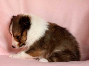 シェットランドシープドッグ（シェルティー、シェルティ）子犬販売、男の子（牡,雄,オス,Male）、セーブル（セーブル＆ホワイト）2014年09月07日産まれ、神奈川県ブリーダー、ID7369
